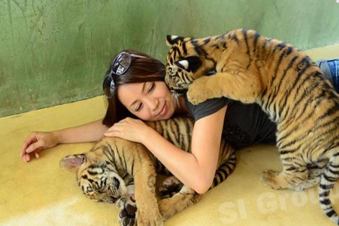 Phuket Island Tour + Tiger Kingdom