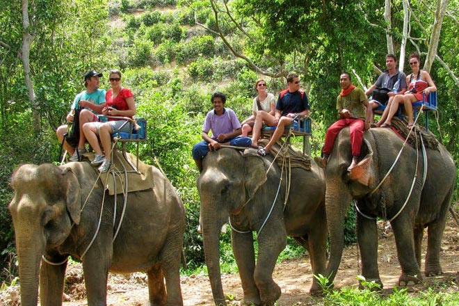 Elephant Trekking