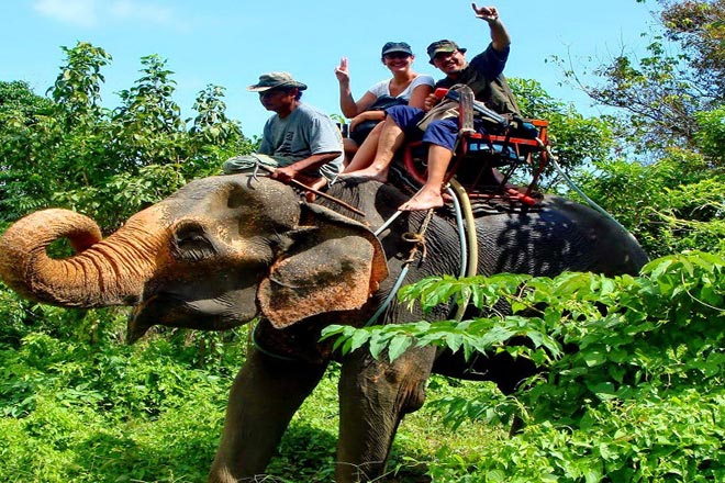 Elephant Trekking