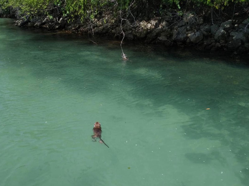 Phi Phi Island Tours